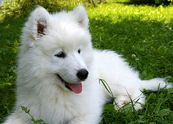 Animals, Grass, Puppy, Samoyed, Soyed HD wallpaper