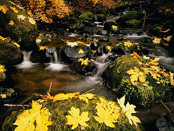Landscape, Rivers, Stones, Leaves HD wallpaper