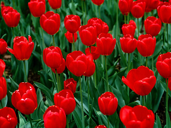 Plants, Flowers, Tulips HD wallpaper
