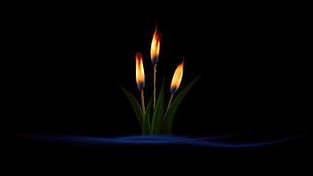 Burning Stick Oled, fire, dark, black, oled, artist, artwork, digital-art HD wallpaper
