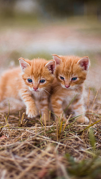 Twin Ginger Kittens — Cute Cat , kitten, Animal, cat HD phone wallpaper