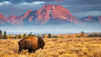 Bison, USA, Bing Microsoft HD wallpaper