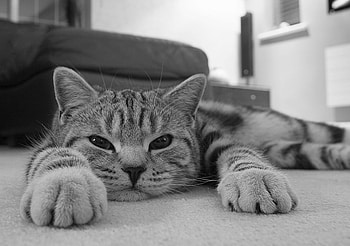DAMN! THE WEEKEND IS OVER ALREADY., lazy, graphy, bw, cat, relaxed HD wallpaper