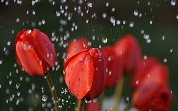 Tulips, Drops, Macro, Bouquet, Buds HD wallpaper