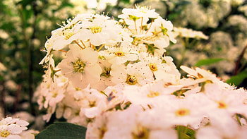 Flowers, Plant, Macro, Bloom, Flowering, Spring HD wallpaper