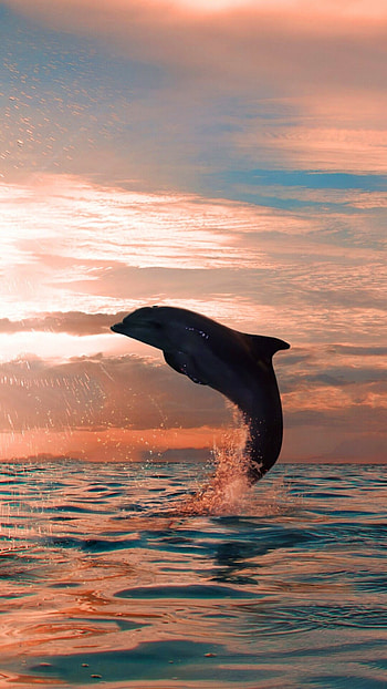 Aesthetic dolphin , Stunning visual appeal, high-definition backgrounds, Artistic design HD phone wallpaper