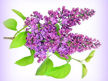 Lilac branch, purple, leaves, lilac, flower HD wallpaper