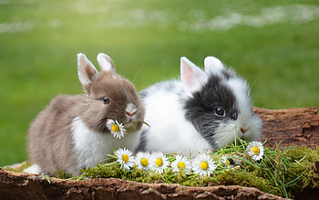 Bunnies, animal, cute, spring, bunny, daisy, flower, green, iepuras, couple, easter, rodent, rabbit HD wallpaper