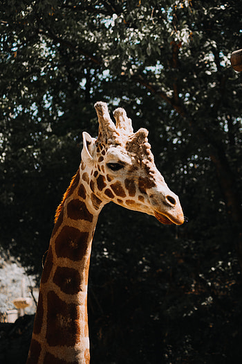 Animals, Stains, Spots, Animal, Giraffe, Profile HD phone wallpaper