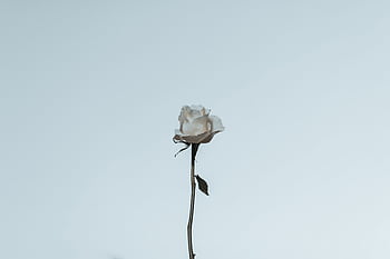 A single white rose with a minimal background, creating an elegant and serene visual. HD wallpaper