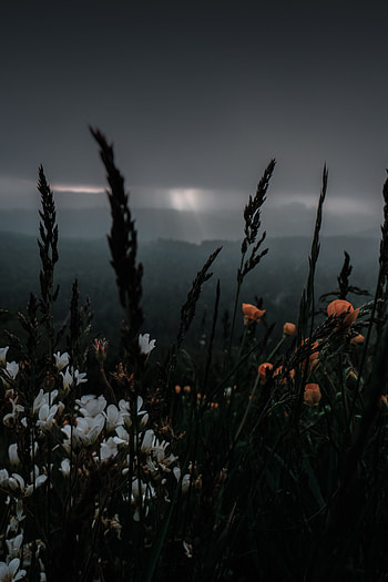 Plants, Nature, Flowers, Grass, Dark, Wildlife HD phone wallpaper