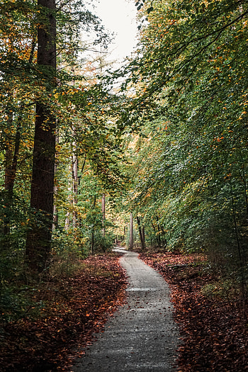 Nature, Trees, Autumn, Forest, Path HD phone wallpaper