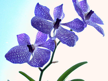 Plants, Flowers HD wallpaper