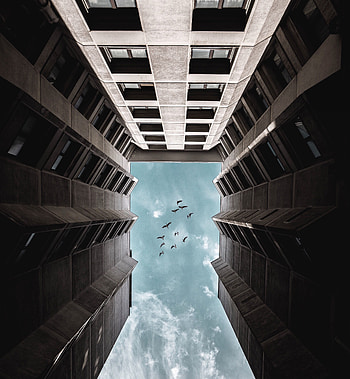 Birds, Building, Miscellanea, Miscellaneous, Facade, Bottom View HD phone wallpaper