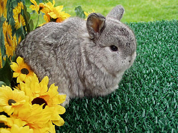 Chinchilla in the Garden, gardens, animals, chinchillas, rodents, cute, furry HD wallpaper