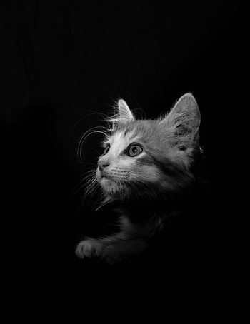 Animals, Cat, Pet, Sight, Opinion, Bw, Chb HD phone wallpaper