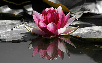 Nature, , water lily flowers HD wallpaper