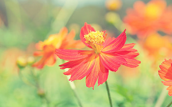 Cosmos Autumn Flowers, flowers, autumn HD wallpaper