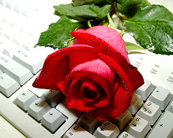 ROSE AND KEYS, rose, keys, keyboard, red HD wallpaper