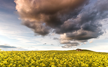 Landscape, Fields, Clouds HD wallpaper