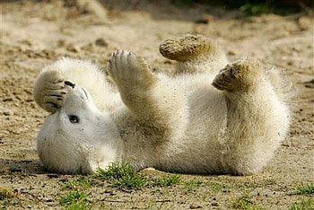 In memory of the loved Knut, sweet, berlin, knut, bear, polar HD wallpaper