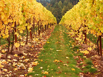 Autumn Vineyard, vineyard, bushes, grass, leaves, yellow, trees, autumn, nature, forest HD wallpaper