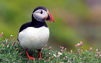 Animals, Bird, Beautiful, Color, Dead End, Cul-De-Sac HD wallpaper