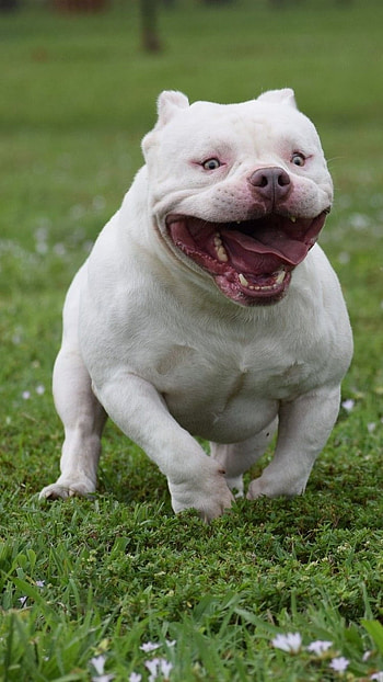 American Bully, Cachorro, dog breeds HD phone wallpaper