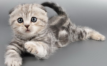 Kitten, sweet, animal, grey, cute, cat, paw HD wallpaper