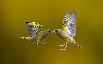 Birds, Finch, Animal HD wallpaper