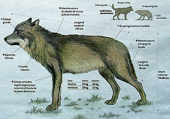 Wolves Recognition, animals, dogs, nature, recognition, wolf HD wallpaper
