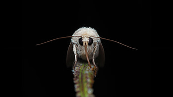 Moth in the wild, Intricate designs, Fluttering wings, Nocturnal insect HD wallpaper