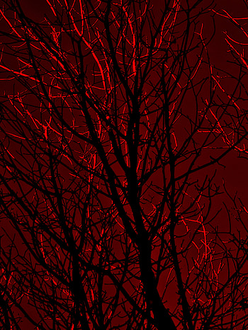 Trees, Dark, Silhouette, Branches HD phone wallpaper