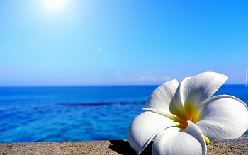 exotic, oceans, graphy, beaches, nature, flowers HD wallpaper