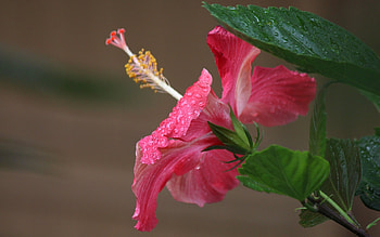 Hibiscus, pink, macro, flower HD wallpaper