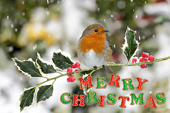 Merry Christmas, nature, holly, bird, christmas HD wallpaper