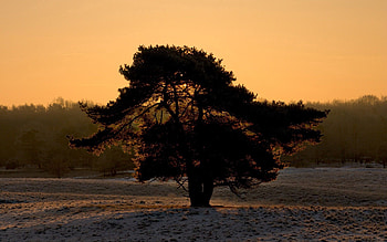 Nature, Sunset, Snow, Wood, Tree, Crown, Krone, Evening HD wallpaper