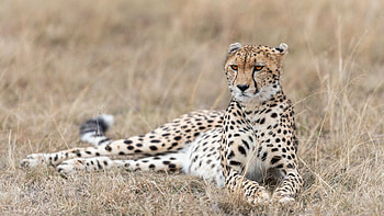 The East African, Cheetah HD wallpaper