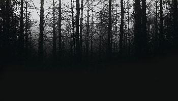 The Blair Witch Project (2022) movie HD wallpaper