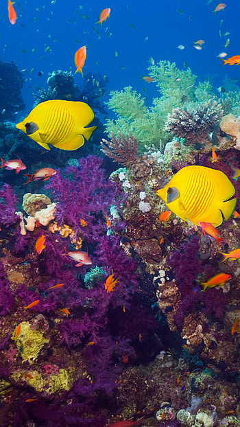 Golden butterflyfish beauty, Red Sea wonder, Windows 10 spotlight, Coral reef magic HD phone wallpaper