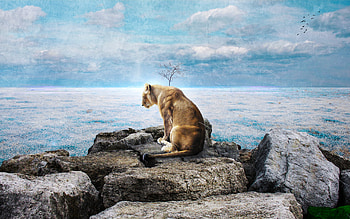 Last, lioness, wild, predator, at coast HD wallpaper