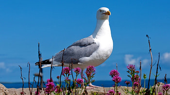 Seagull, , , Backgrounds HD wallpaper