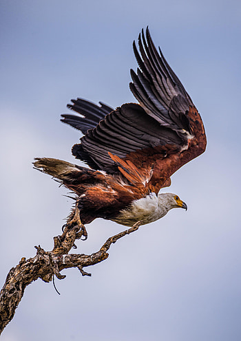 Animals, Bird, Branch, Predator, Wings, Orlagn, Orlagne HD phone wallpaper