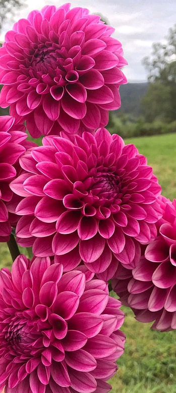 Dahlia, red, magenta, flower HD phone wallpaper