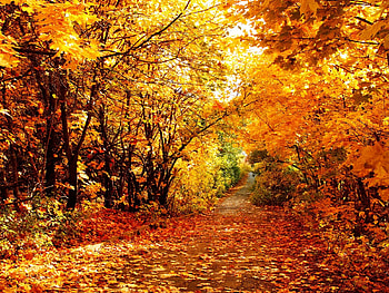 Path in the Park, leaves, path, Fall, trees, Autumn, park HD wallpaper