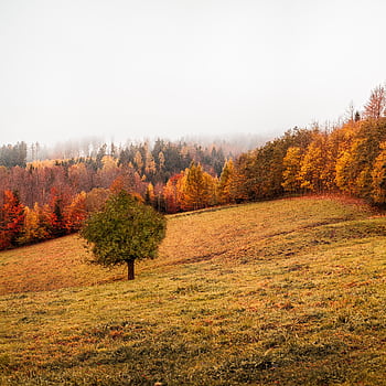 Beautiful autumn landscape featuring a solitary tree against a backdrop of colorful fall foliage. HD phone wallpaper