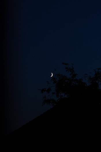 Night, Moon, Dark, Branches, Slope HD phone wallpaper