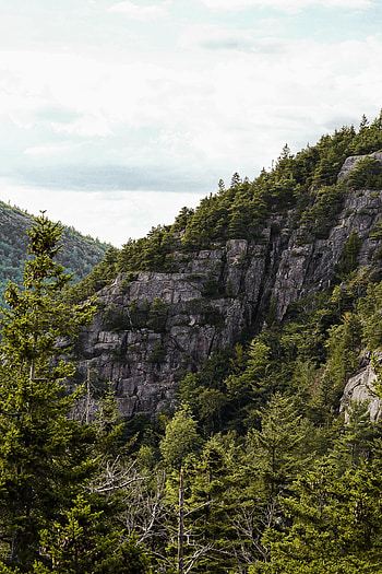 Nature, Trees, Rocks, Spruce, Fir, Slope HD phone wallpaper