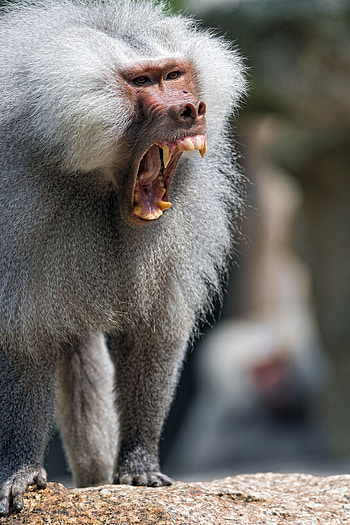 Yawning, Baboon HD phone wallpaper