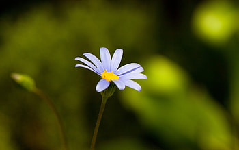 Plants, Flowers HD wallpaper